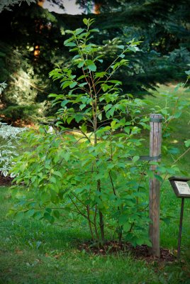 Halesia carolina, tetraptera - halézie karolinská - celek